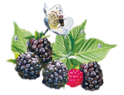 ВЕДРИЧ ЕЖЕВИКА_этикетка_ягоды.png