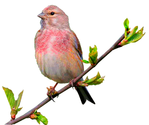 коноплянка на ветке.png